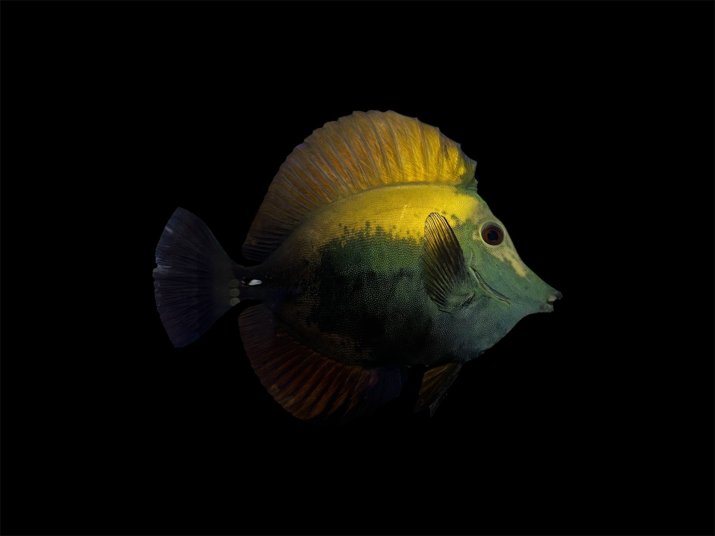Koi2