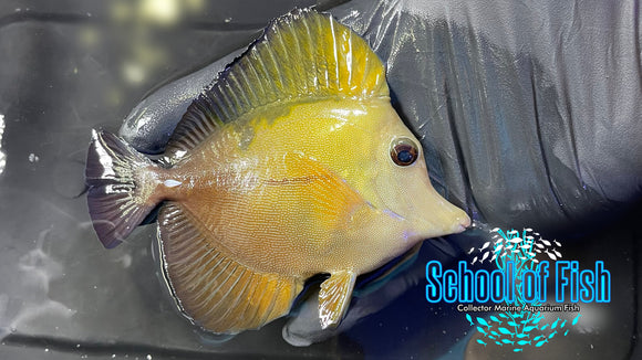 Koi Scopas Tang KST1