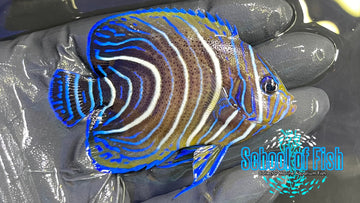 Koran Angelfish Juv KAJ1