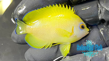 Lemonpeel Hybrid Angelfish Captive- Bred LHA1