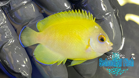 Lemonpeel Hybrid Angelfish Captive- Bred LHA2