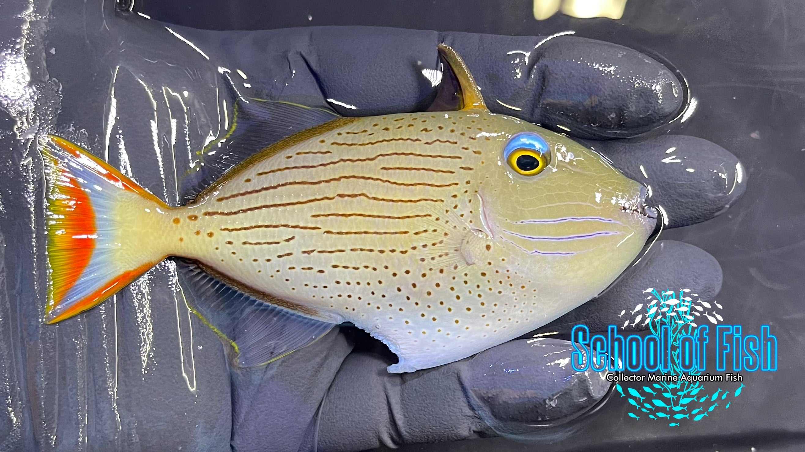 Linespot Triggerfish LT1