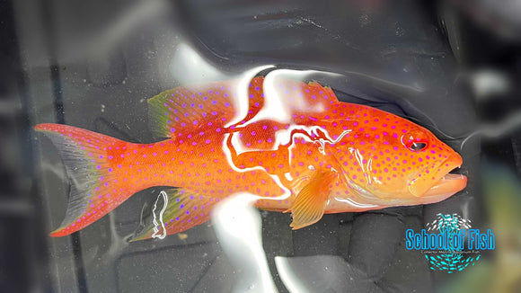 Cherry Louti Grouper 6" LG1