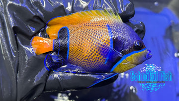 Majestic Angelfish MA5