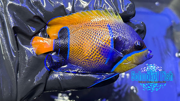 Majestic Angelfish MA5