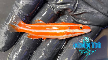 Marshall Island Hogfish MIH1