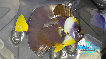 Meredethii Personifer Angelfish MP1