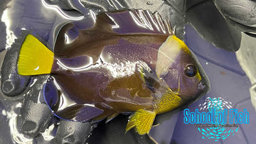 Meredethii Personifer Angelfish MP2