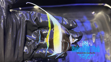 Moorish Idol MI1