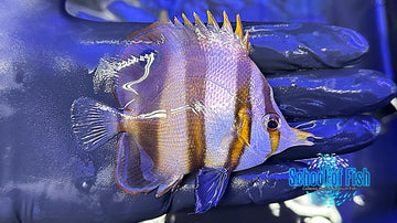 Mulleri Butterflyfish MB1