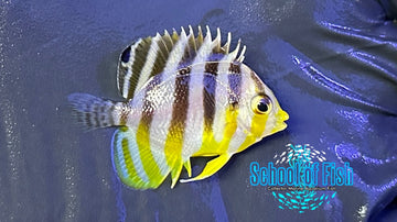 Multibar Angelfish Captive Bred MB1