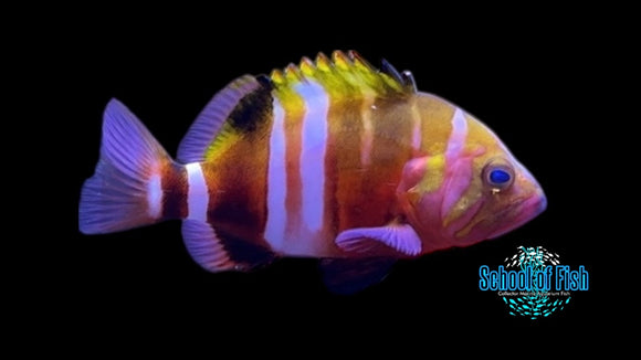 Neptune Grouper 5" Juv NG3