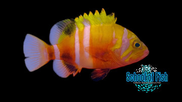 Neptune Grouper 4.75" Juv NG3