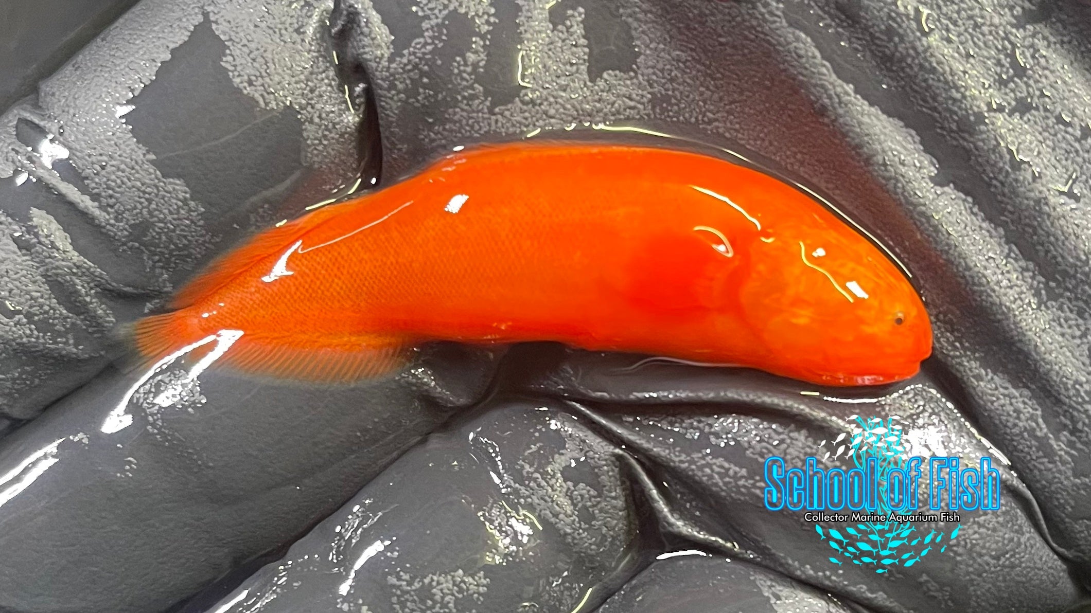 Fire Orange Lycopod (Cusk Eel - Brotula) FOL1
