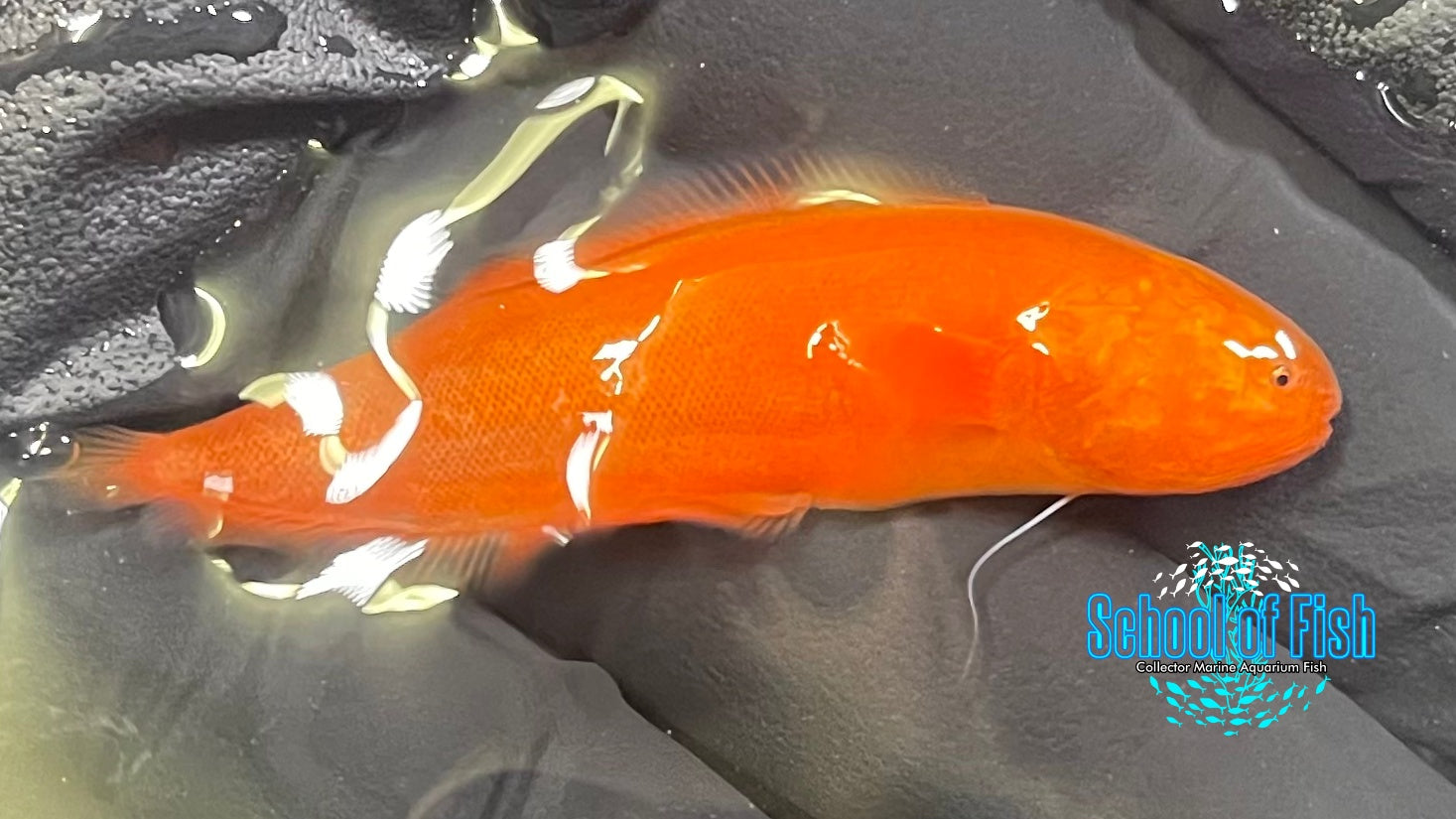 Fire Orange Lycopod (Cusk Eel - Brotula) FOL2