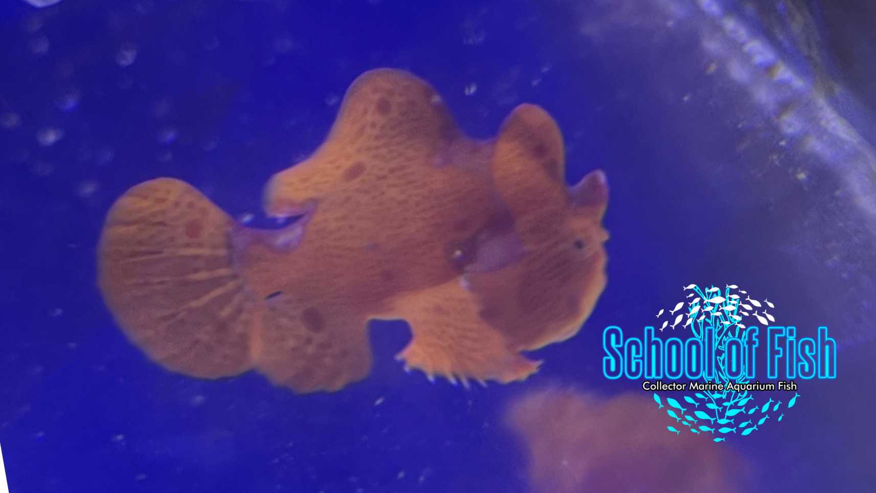 Orange Sponge Anglerfish OA1