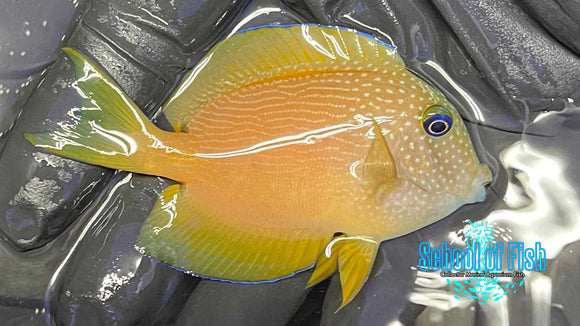 Striatus Bristletooth Tang SB1