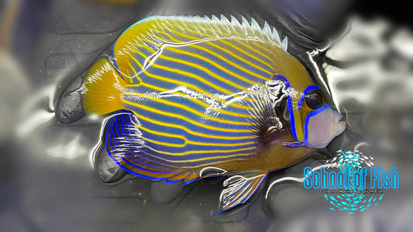 X-Mas Island Imperator 5" CI1