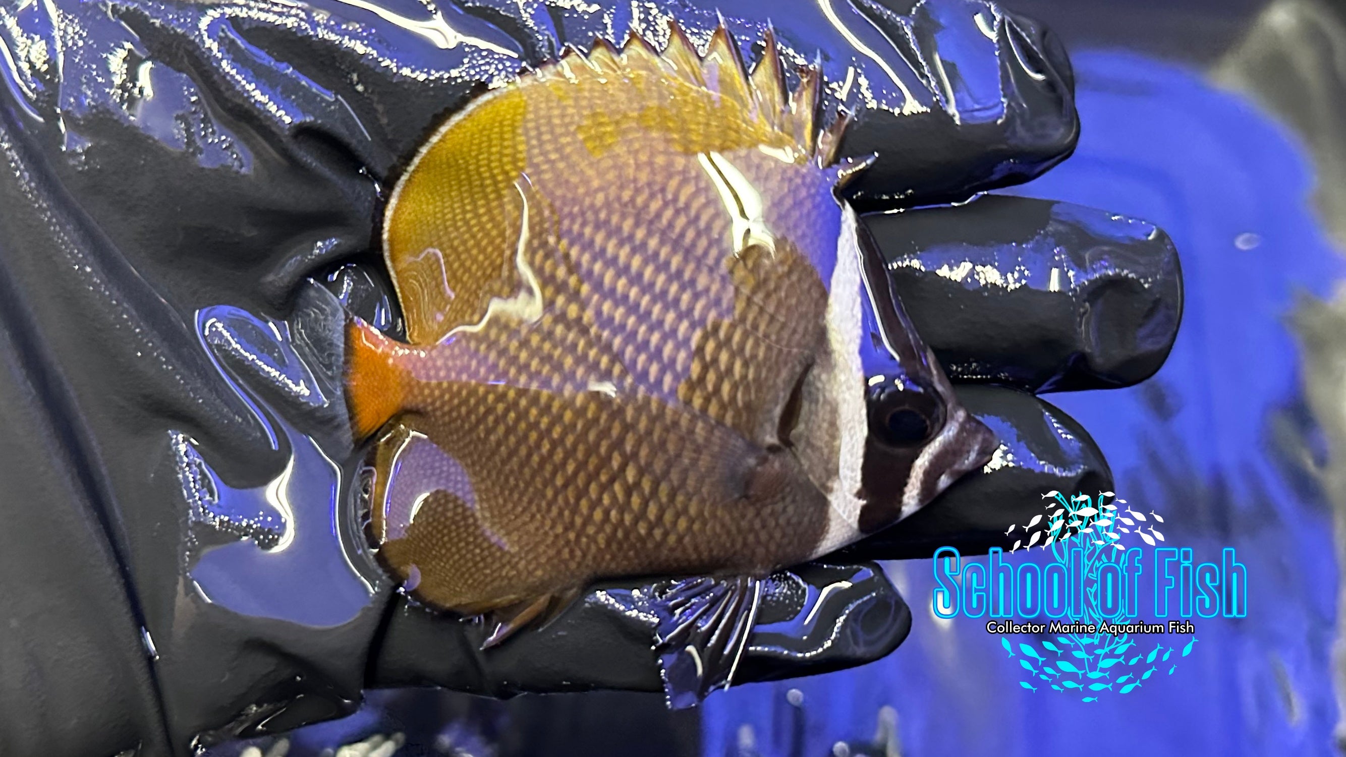 Pakistan Butterflyfish PB1