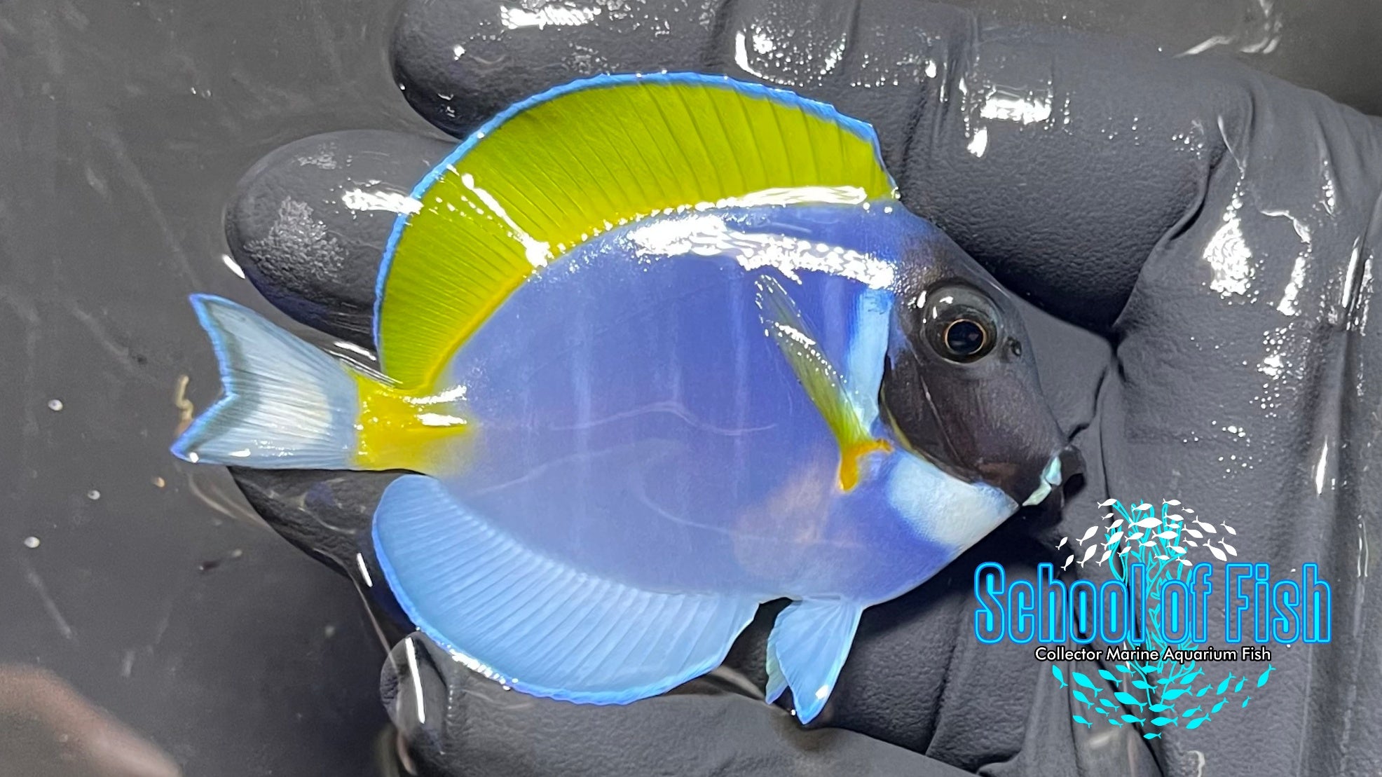 Powder Blue Tang Small PBT4