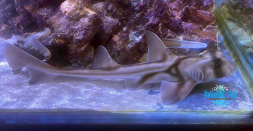 Port Jackson Shark Female PJF3