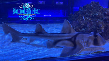 Port Jackson Horn Shark PJH2