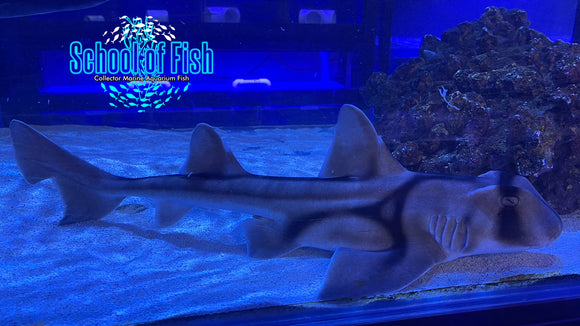 Port Jackson Horn Shark PJH2