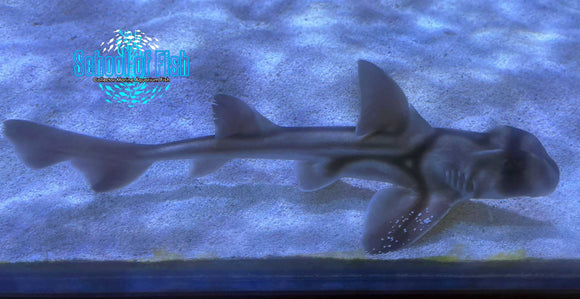 Port Jackson Shark Female PJF1