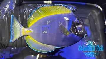 Powder Purple Tang (Hybrid) PPT1