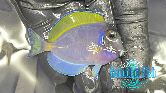 Powder Purple Tang PP1