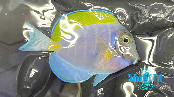 Powder Purple Tang PP2