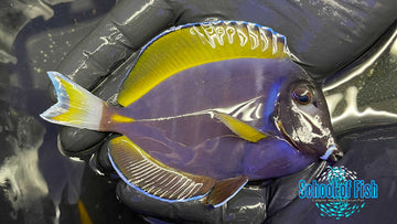 Powder Purple Tang PP3