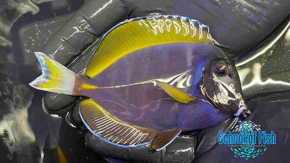 Powder Purple Tang PP3