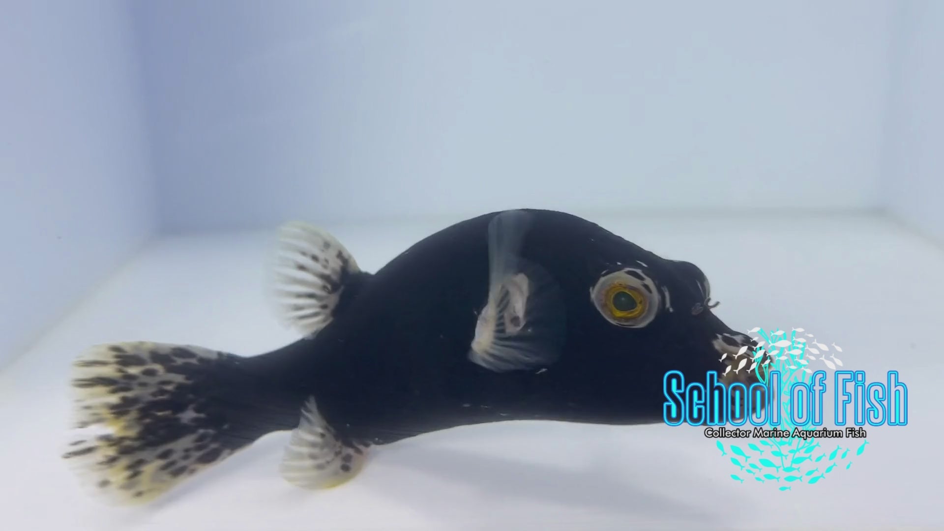 Solomon Island Midnight Puffer MP5