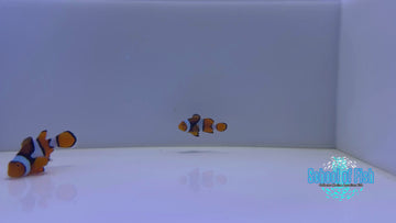 True Percula Clown Pairs WILD #K