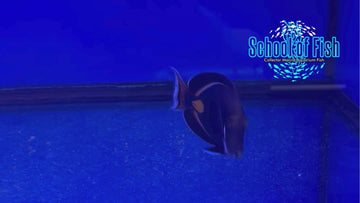 Achilles Tang Juv ATJ3 - 0