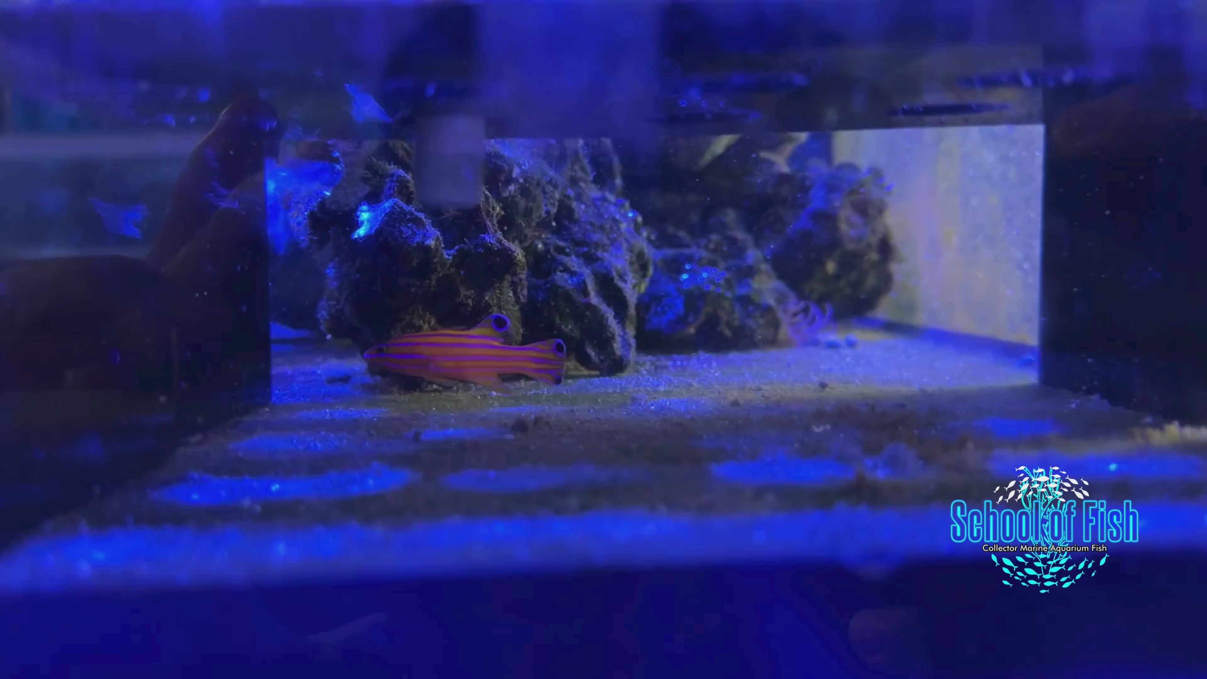 Candy Basslet 1.5"