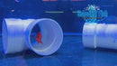 Solar Flare Flame Angelfish SFA-3