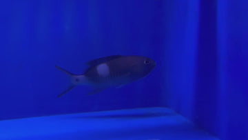 Masked White Square Grouper Australia