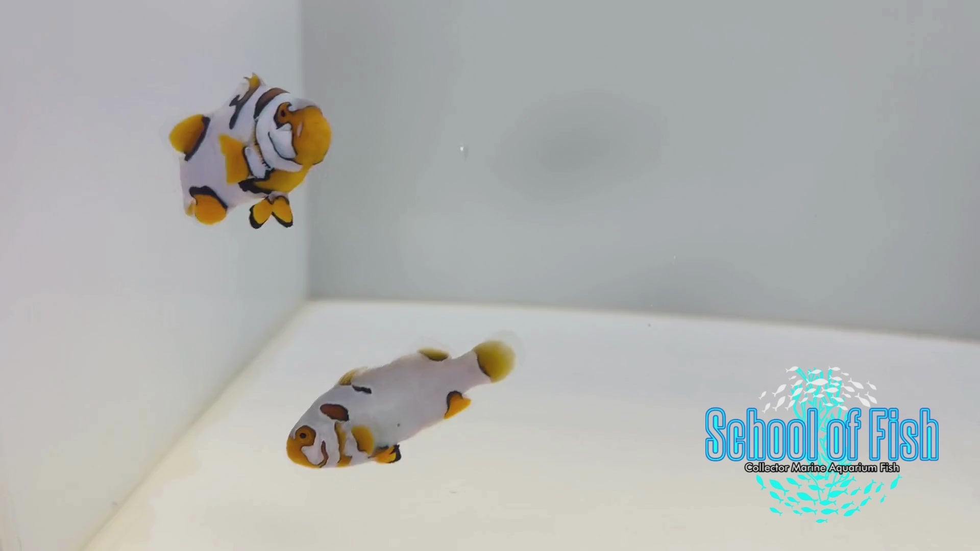 Helmeted Picasso Clownfish Pair BA HP11