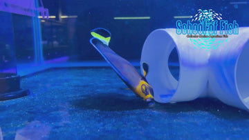 Conspicuous Angelfish WILD XL - 0