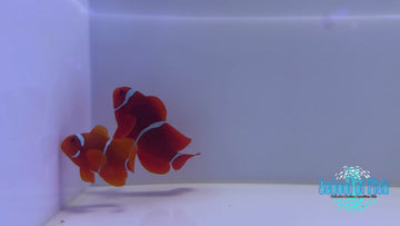 Wild Caught White Stripe Maroon Pair #N