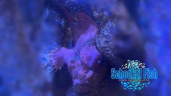 Maculatus Anglerfish MA1