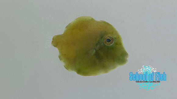 Southern Pygmy Leatherjacket Filefish SPF1