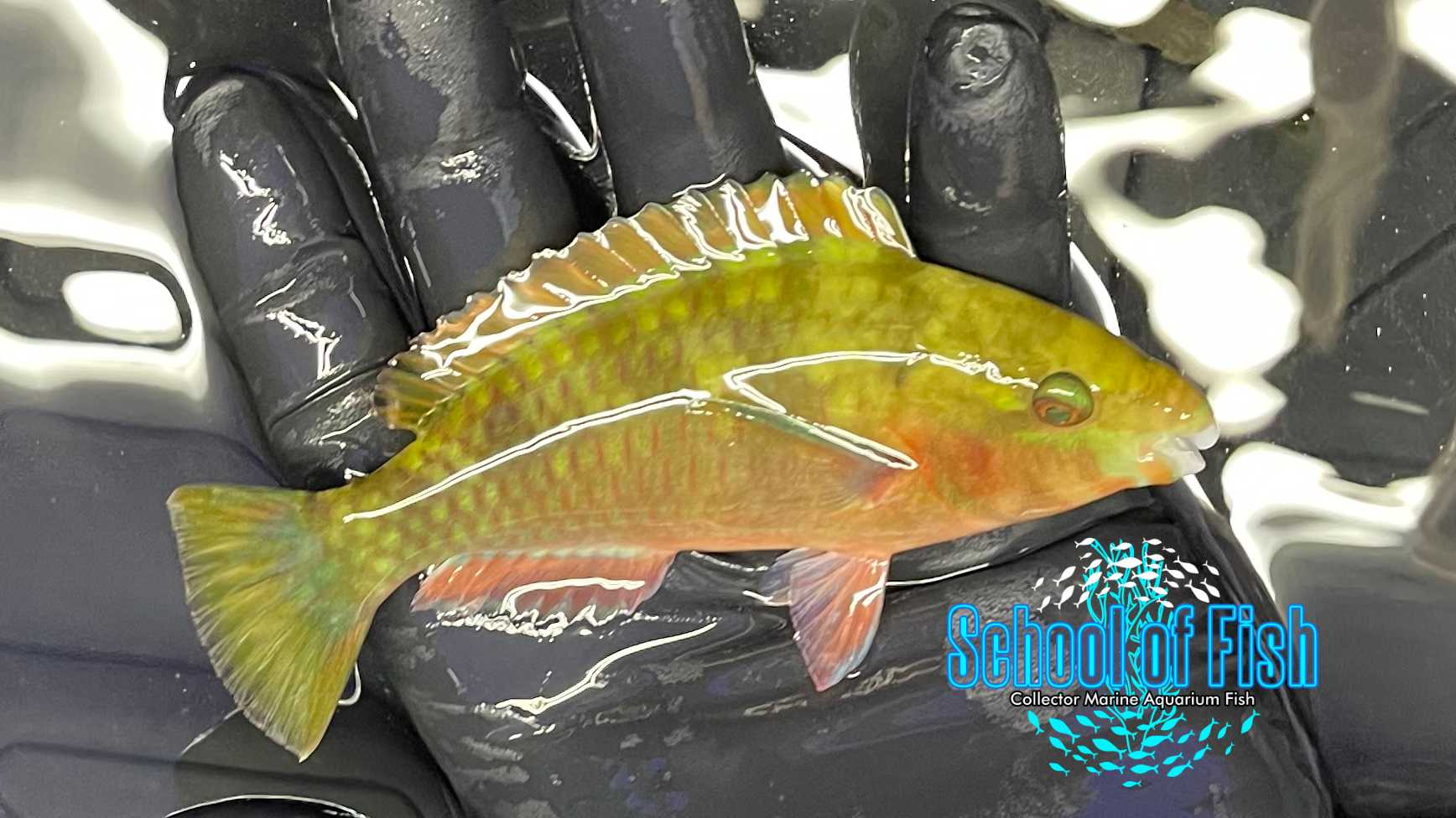 Quoyi Parrotfish Subadult Q1 | School of Fish Online Store