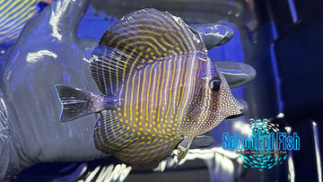 Red Sea Sailfin Tang DST2