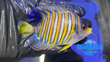 Regal Angelfish RA1 Indo
