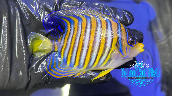 Regal Angelfish RA1 Indo