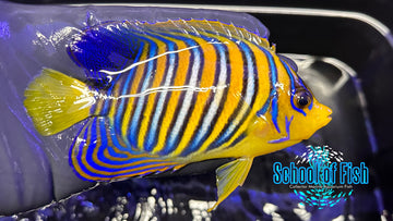 Regal Angelfish Maldives RAM1