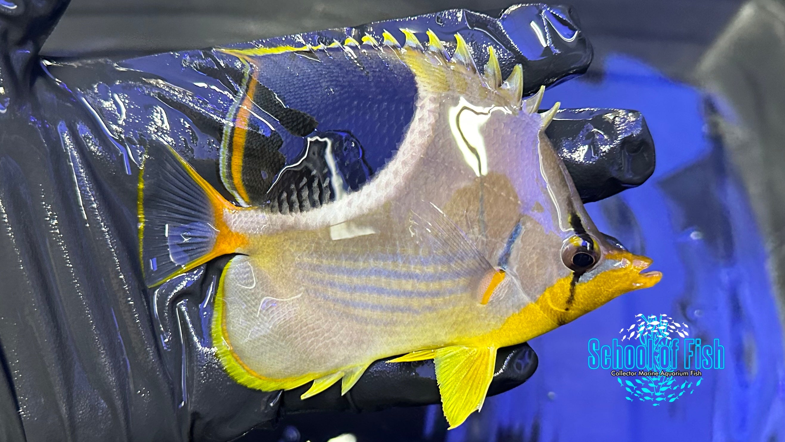 Saddleback Butterflyfish SB1
